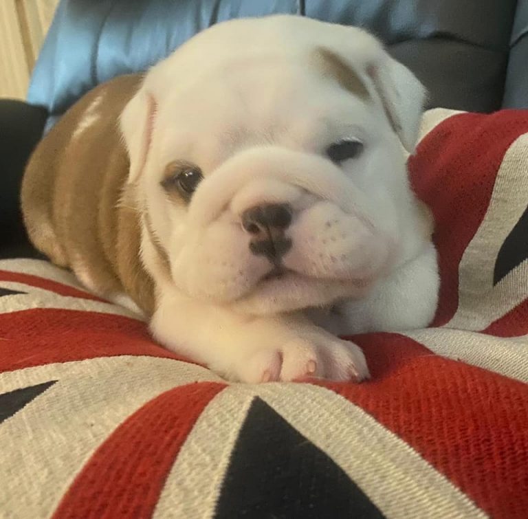 english bulldog puppy