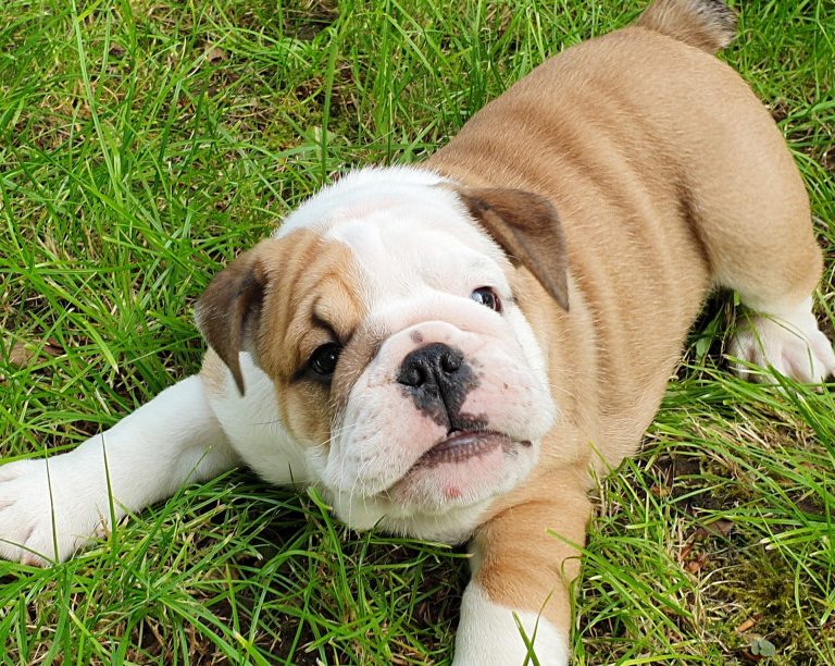 british bulldog puppies for sale