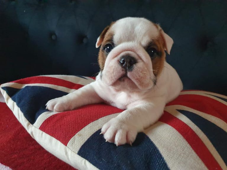 british bulldog stud dog near me