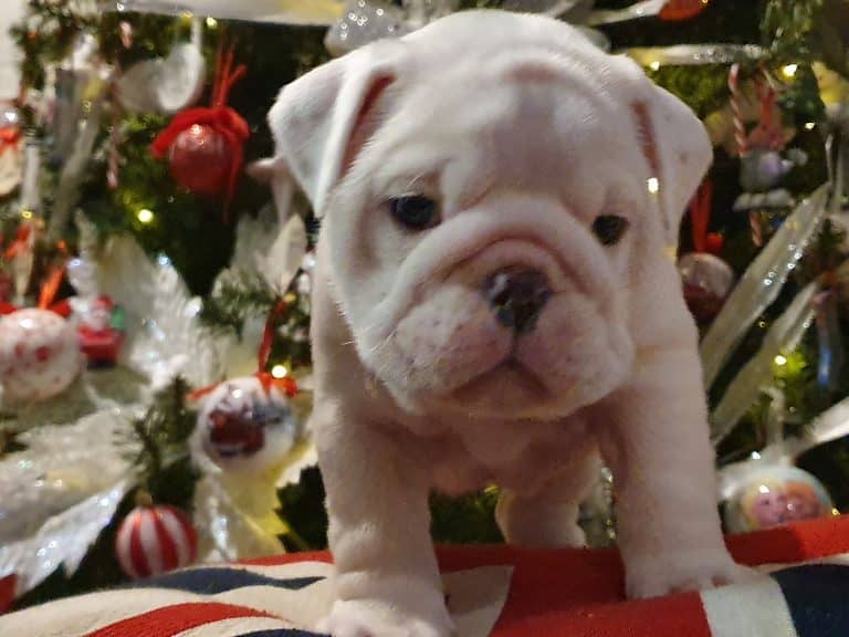 english bulldog stud