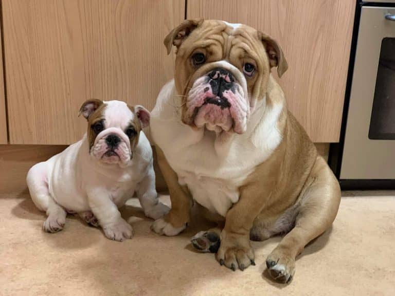 british bulldog puppy for sale