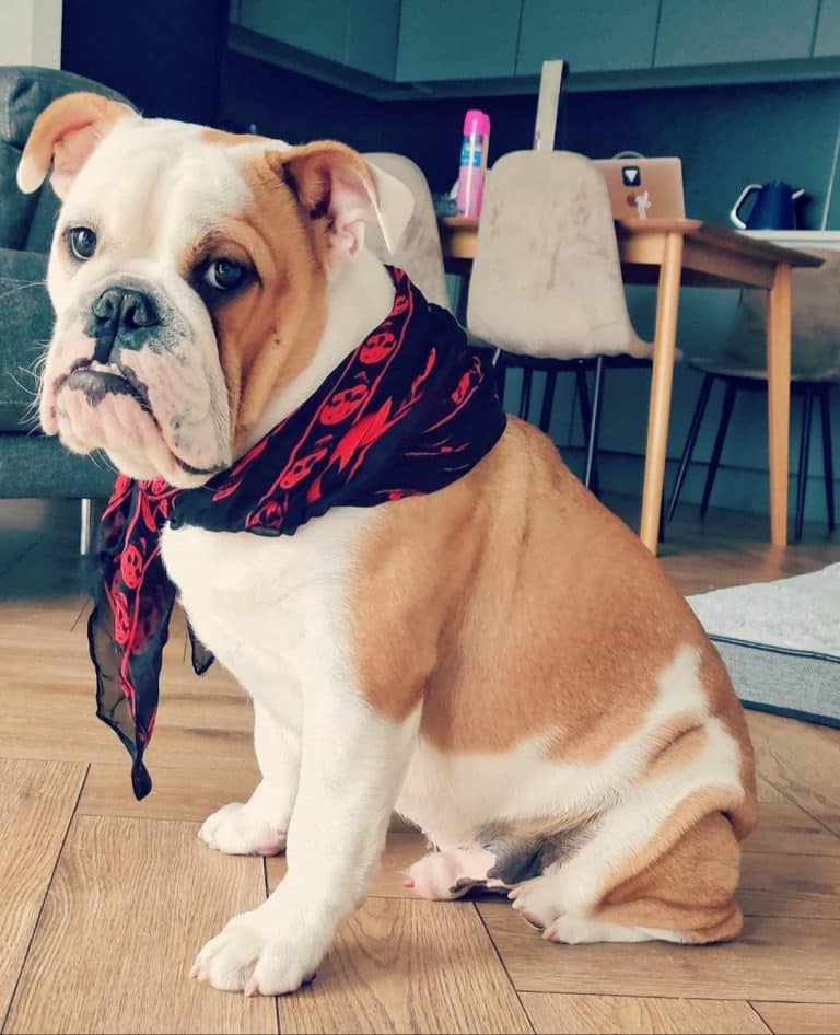 english bulldog puppy for sale