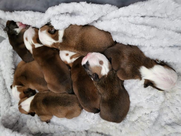 english bulldog puppies