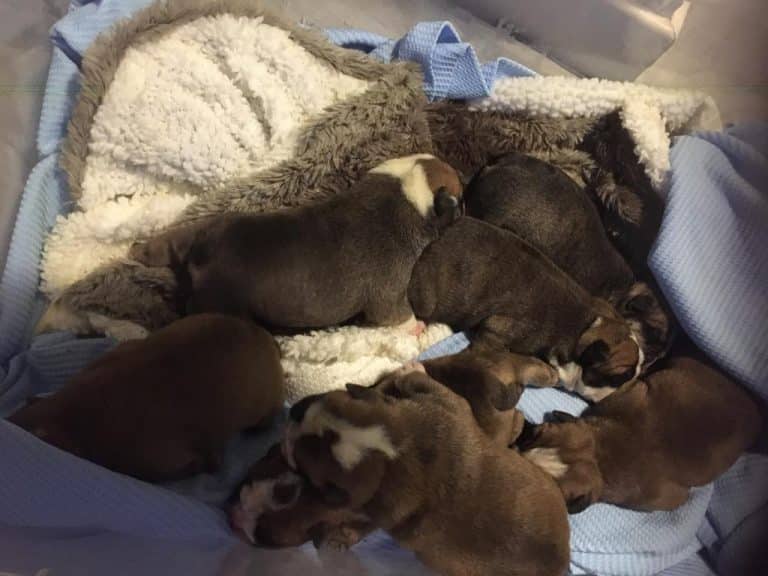 health tested bulldog stud dog