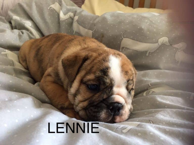 Bulldog Stud dog manchester