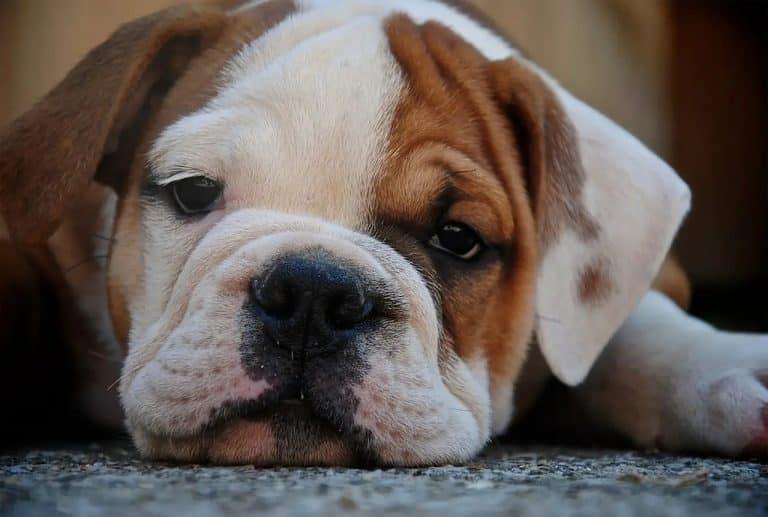 english bulldog puppies for sale