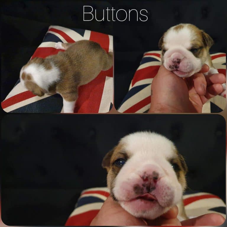 english bulldog puppies for sale near me