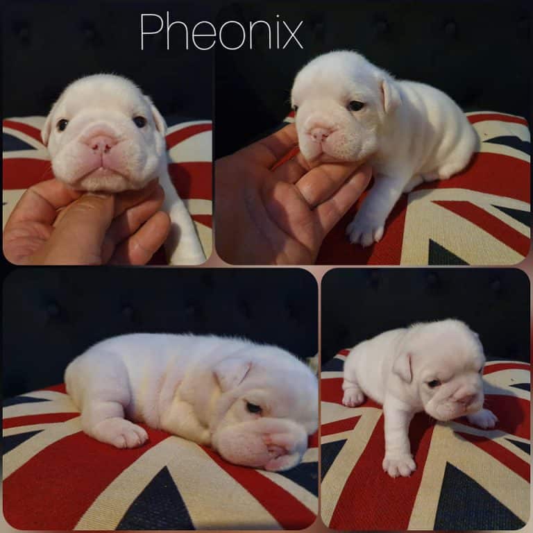british bulldog puppies for sale near me