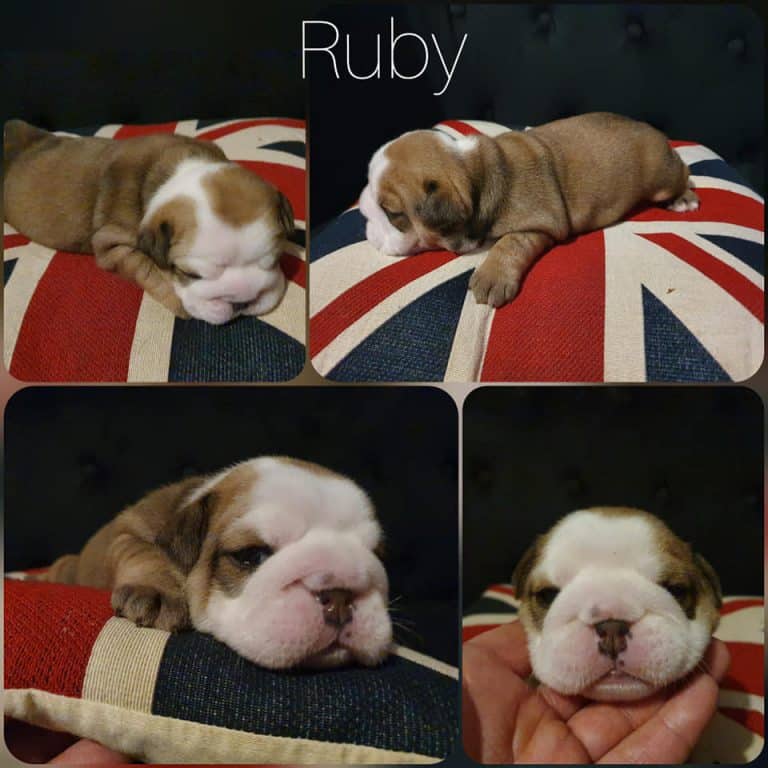 english bulldog puppies for sale