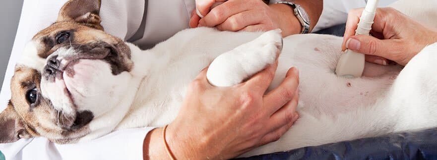canine ultrasound scanning