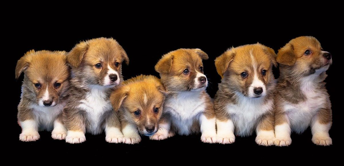 k9 fertility services