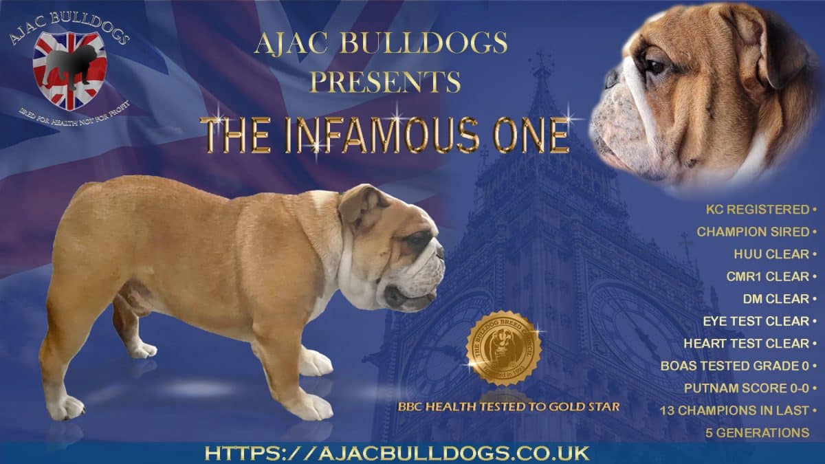 gold health tested english bulldog stud dog
