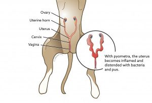 Dog pregnancy scanning